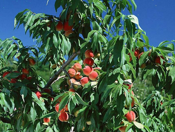 桃树怎样扦插？扦插桃树时要做好哪些事情？