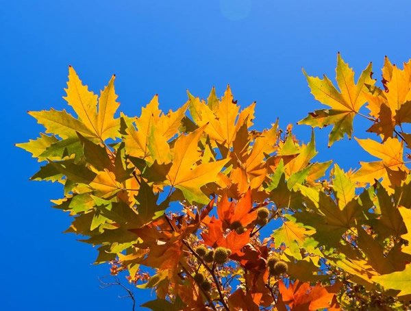 悬铃木价格-图片-形态特征-生长习性-分布状况以及植物文化