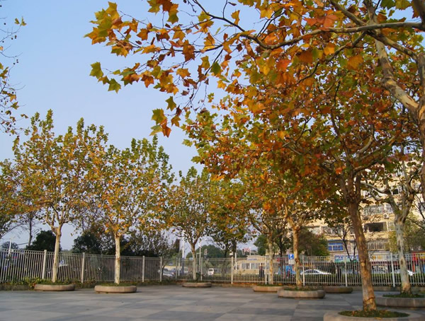 悬铃木的栽培、害虫防治以及繁育技术介绍