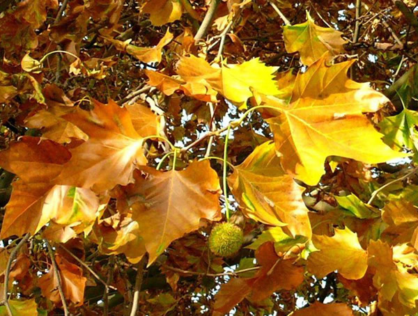 为什么梧桐树的学名叫“悬铃木”？