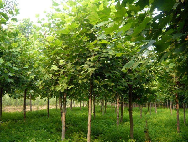 悬铃木的花什么样？