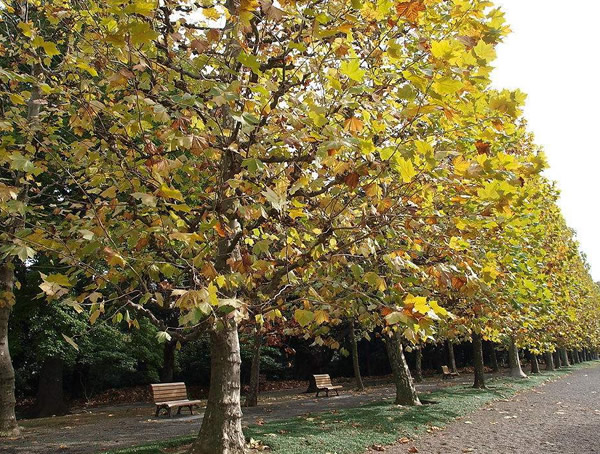 悬铃木有哪些环保用途？