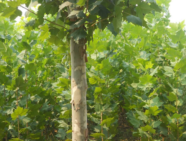 悬铃木的病虫害有哪些？