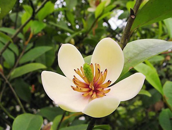 含笑花价格-图片-形态特征-生长环境-分布范围-主要价值以及植物文化