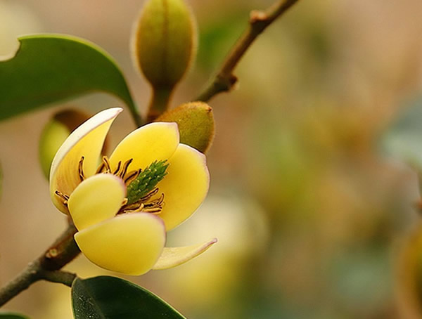 含笑花的繁殖方法、栽培技术以及病害防治方法介绍
