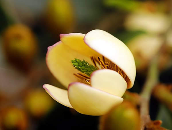 含笑花有什么用途？