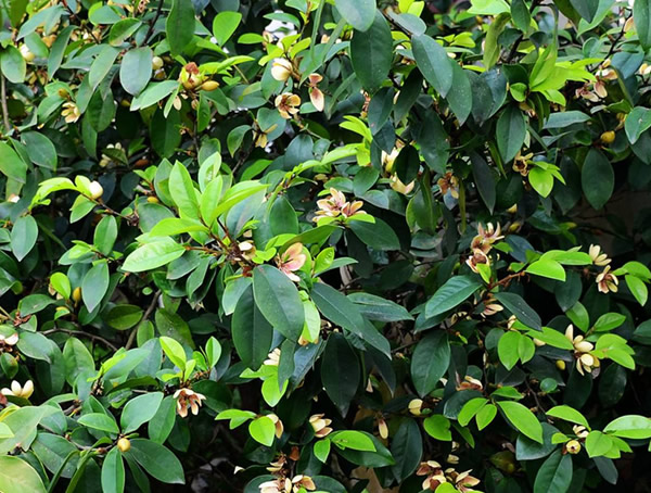怎样养好盆栽含笑花？
