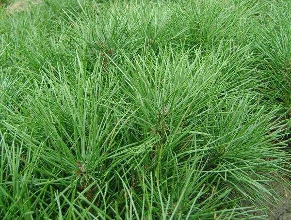 油松价格-图片-形态特征-生长习性-地理分布以及主要价值