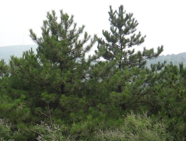 油松具有什么形态特征？