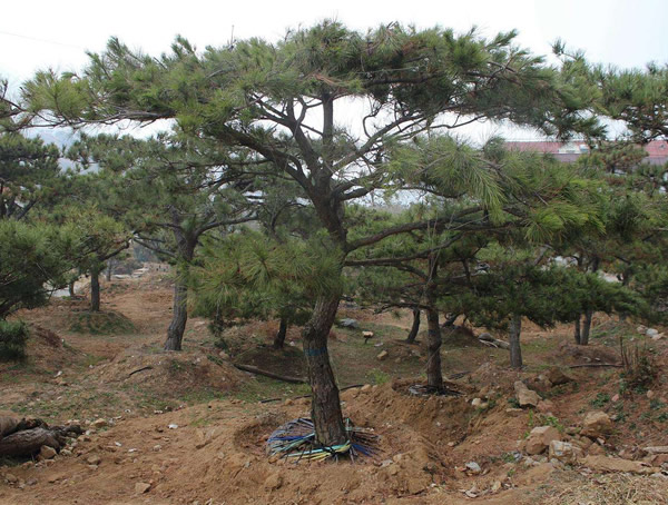 油松分布在中国哪些地方？