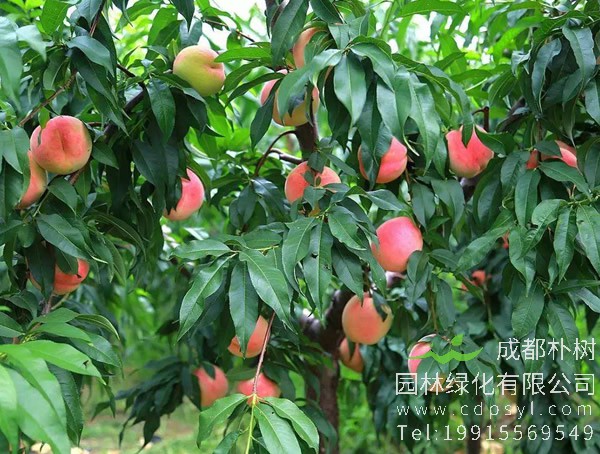 种植桃树怎么实现科学管理？