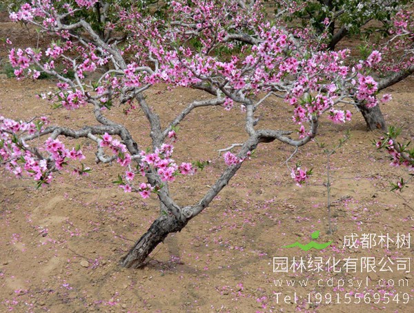 家里能养桃树吗？家里种植桃树的禁忌有哪些？