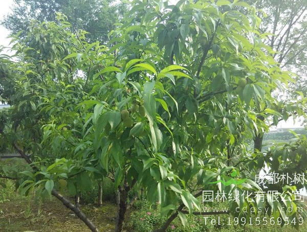 桃树所需的生长环境是怎样的?