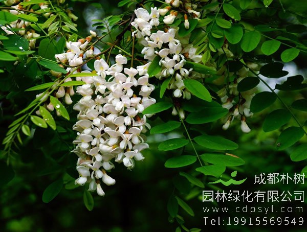 国槐的繁殖方法、管理养护以及病虫防治介绍