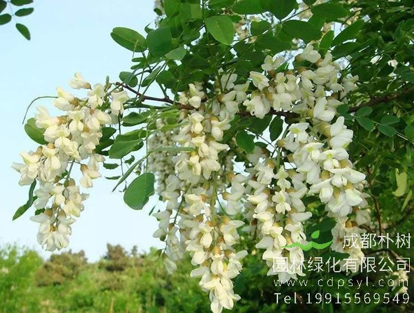 国槐价格-图片-植物种类-主要价值以及植物文化