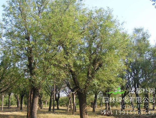 国槐一级和二级的区别是什么？