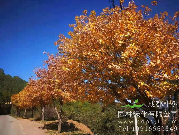 元宝枫价格-图片-形态特征-生长环境-分布范围以及主要价值