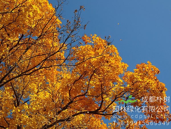 元宝枫与五角枫的区别有哪些？