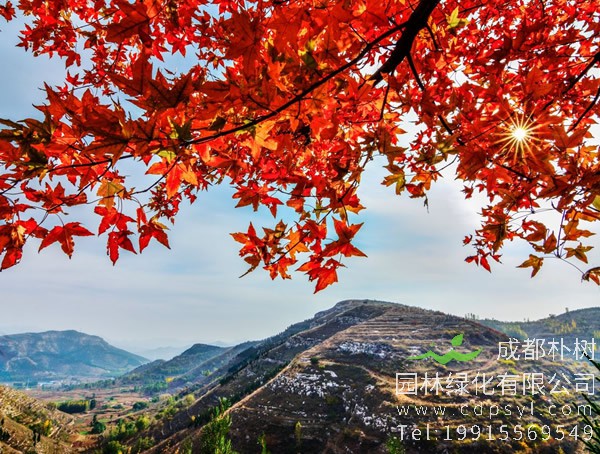 中国元宝枫主要分布在哪些地方？