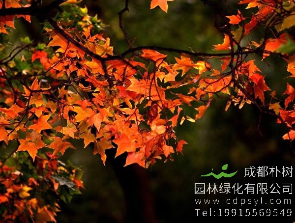 元宝枫有什么功效？