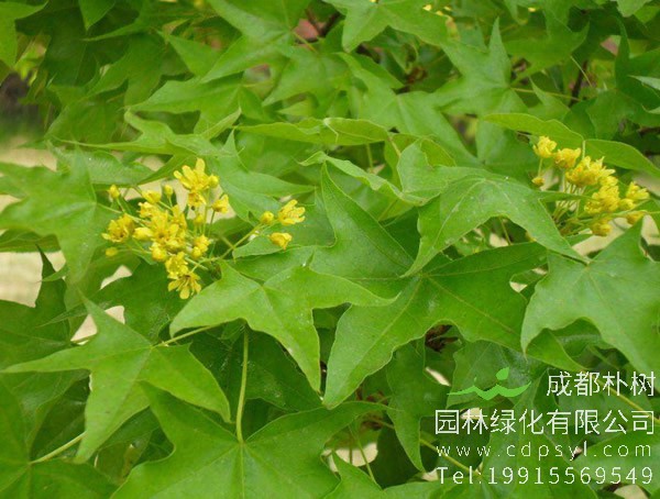 元宝枫有哪些生长习性？