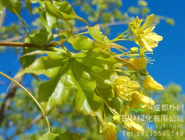 元宝枫籽油为什么那么贵？