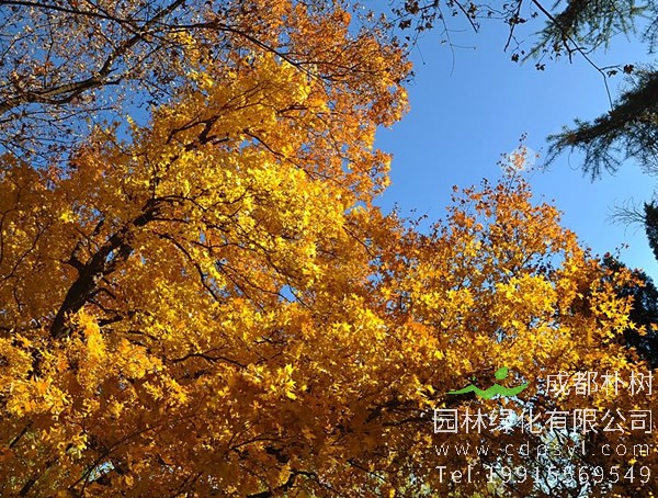 元宝枫有哪些观赏价值？