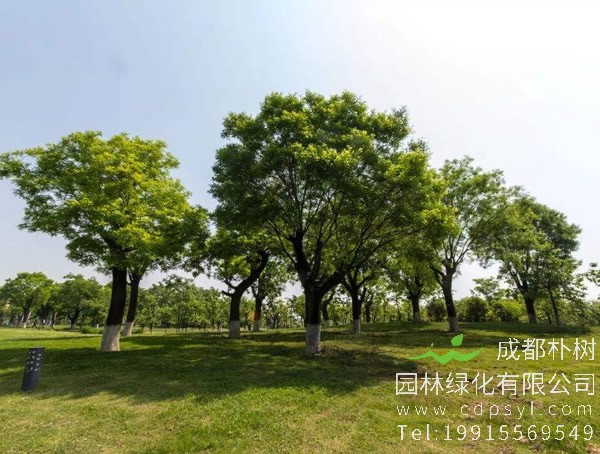 国槐价格-图片-植物种类-主要价值以及植物文化