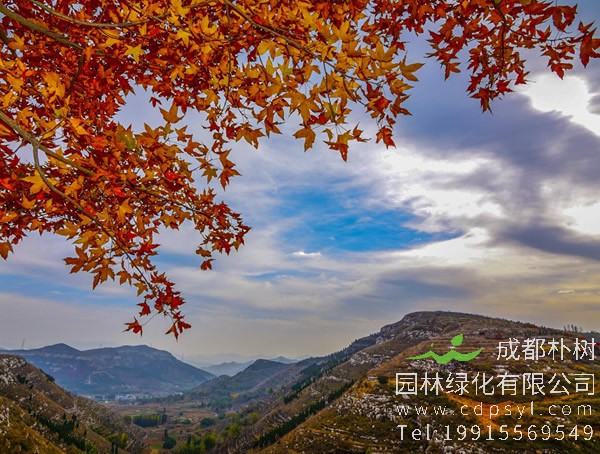 元宝枫怎么育苗？