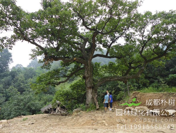 栎树价格-图片-形态特征-分布范围以及主要价值
