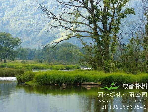 栎树的读音是什么？