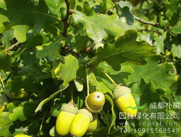 栎树的果实能吃吗？怎样食用？