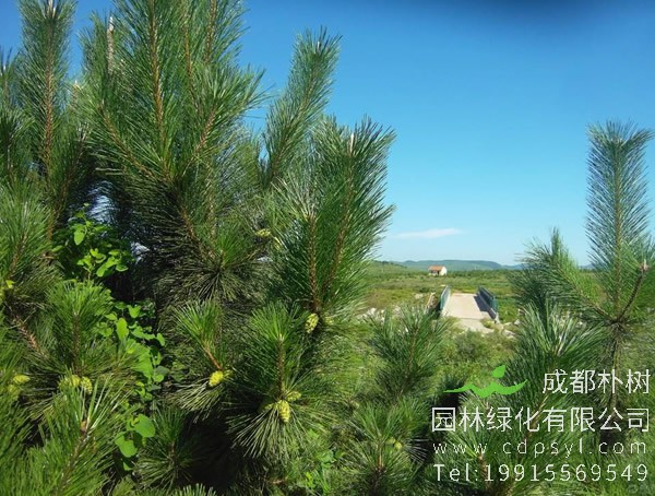 马尾松价格-图片-形态特征-主要变种-生长环境-分布范围以及主要价值