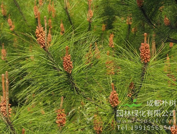 马尾松价格-图片-形态特征-主要变种-生长环境-分布范围以及主要价值