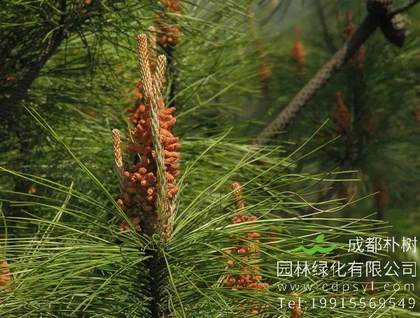 马尾松价格-图片-形态特征-主要变种-生长环境-分布范围以及主要价值