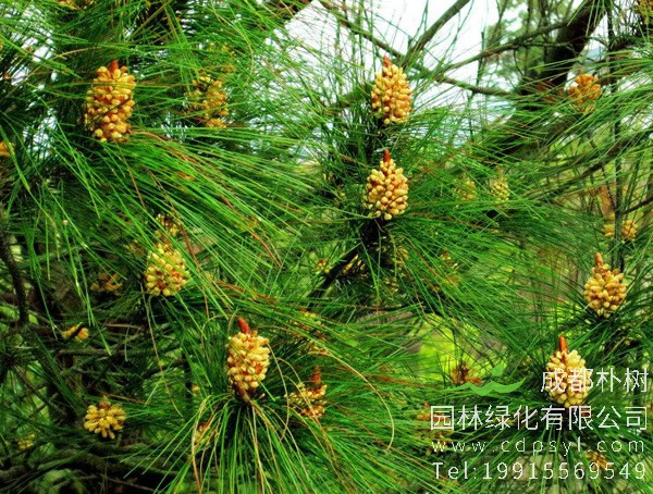 如何辨认马尾松？马尾松有哪些特点？