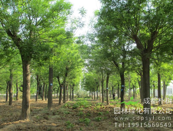 国槐是什么时候开花？