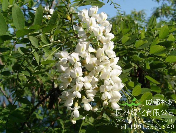 国槐果实的功效与作用有哪些？