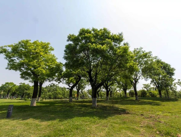 国槐的寓意，国槐代表什么意义？