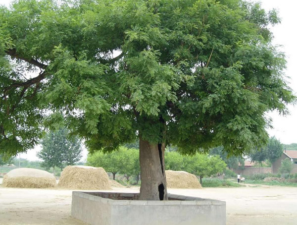 国槐、刺槐、香花槐的区别是什么？