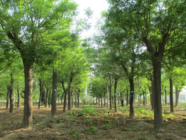 国槐是什么时候开花？