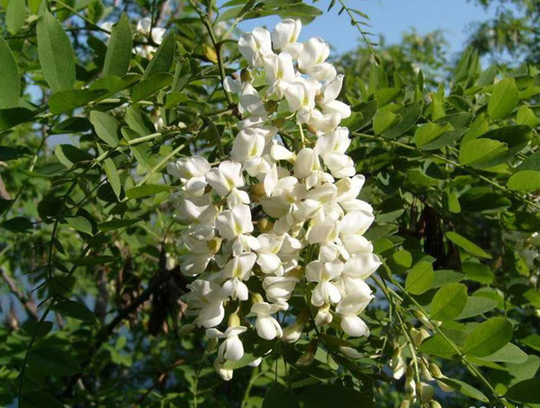 国槐果实的功效与作用有哪些？