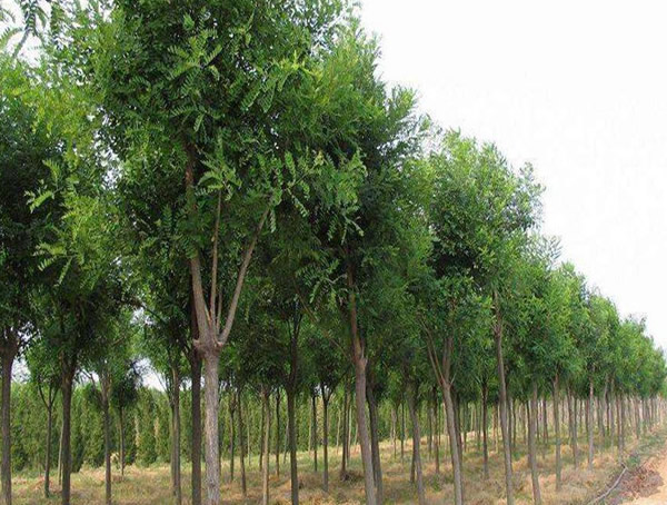 国槐是什么树？国槐有哪些特征？