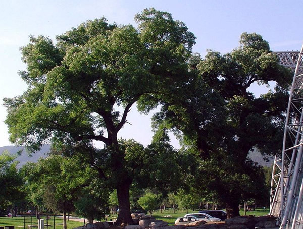 国槐的花能吃吗？国槐的花有哪些功效和作用呢？