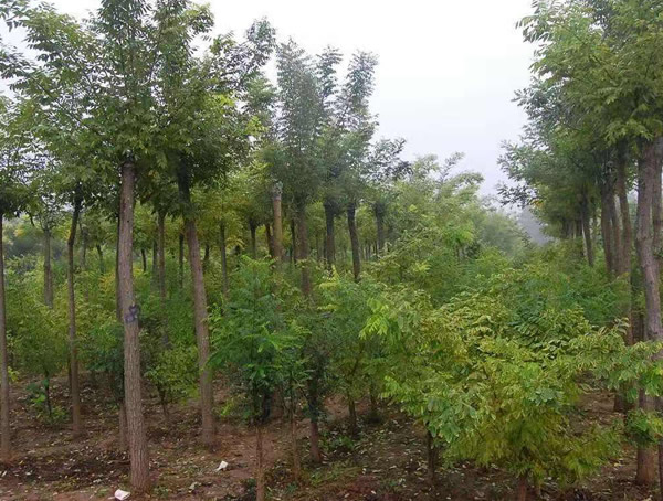 国槐和洋槐有什么区别？