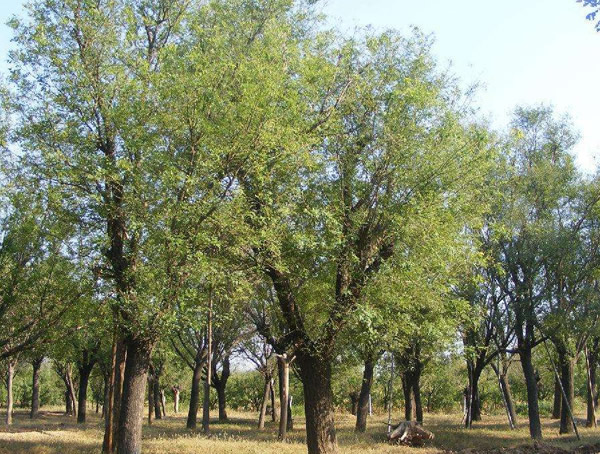 国槐一级和二级的区别是什么？