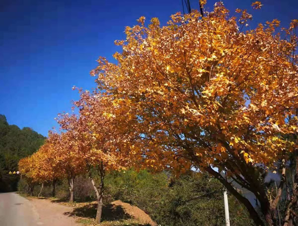 元宝枫价格-图片-形态特征-生长环境-分布范围以及主要价值