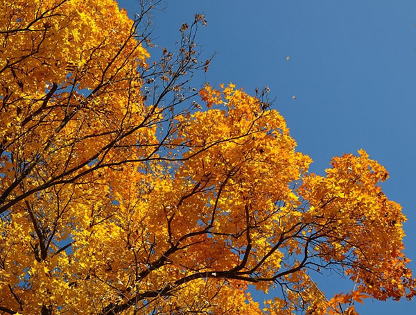 元宝枫与五角枫的区别有哪些？