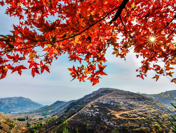 中国元宝枫主要分布在哪些地方？