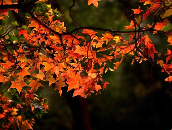 元宝枫有什么功效？